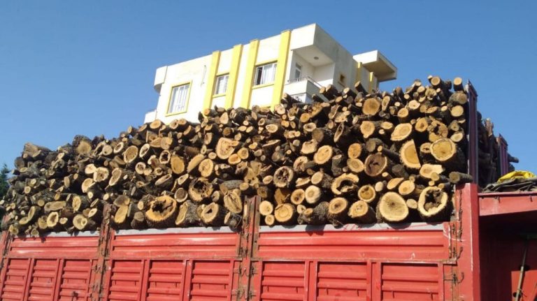 Yüzlerce korucu, Besta ve Heftanîn bölgesinde ağaç kıyımı yaptı