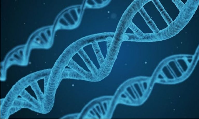 Genlerimizin sadece yüzde 1.5’lik kısmı Homo Sapiens’e ait